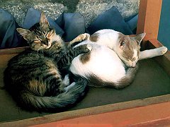 Gatti (179)